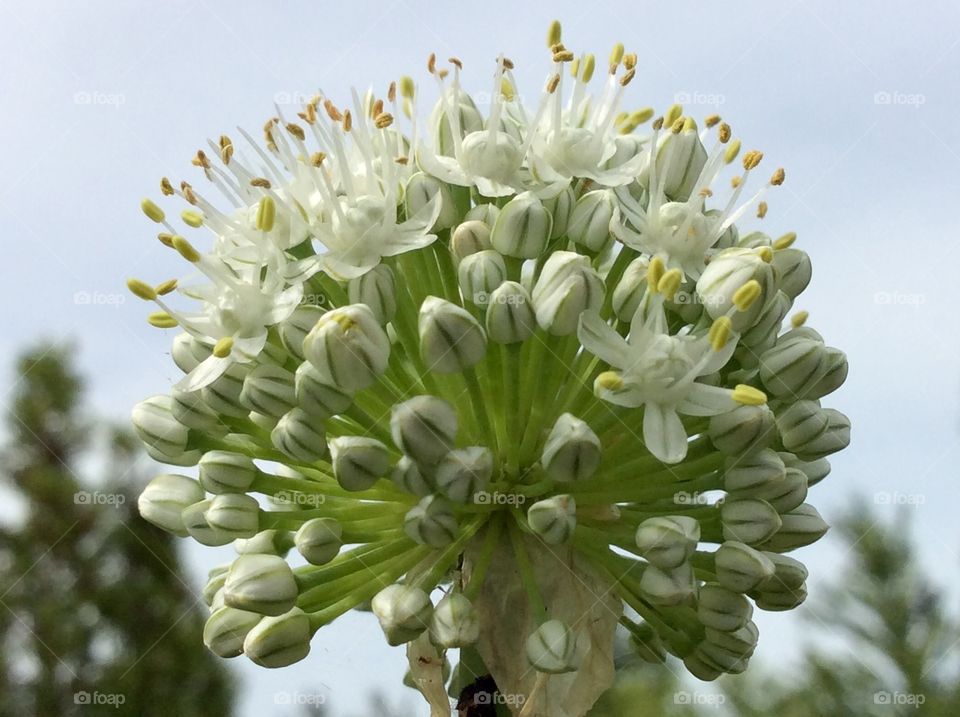 Onion bloom closeup