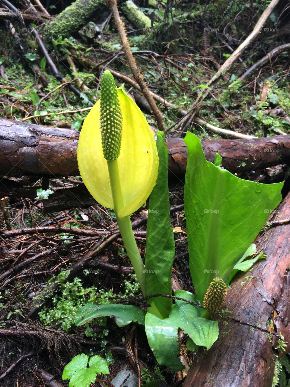 Stinky. It's the season for skunk cabbage 