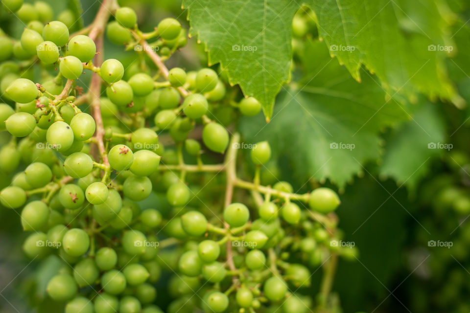 green grapes