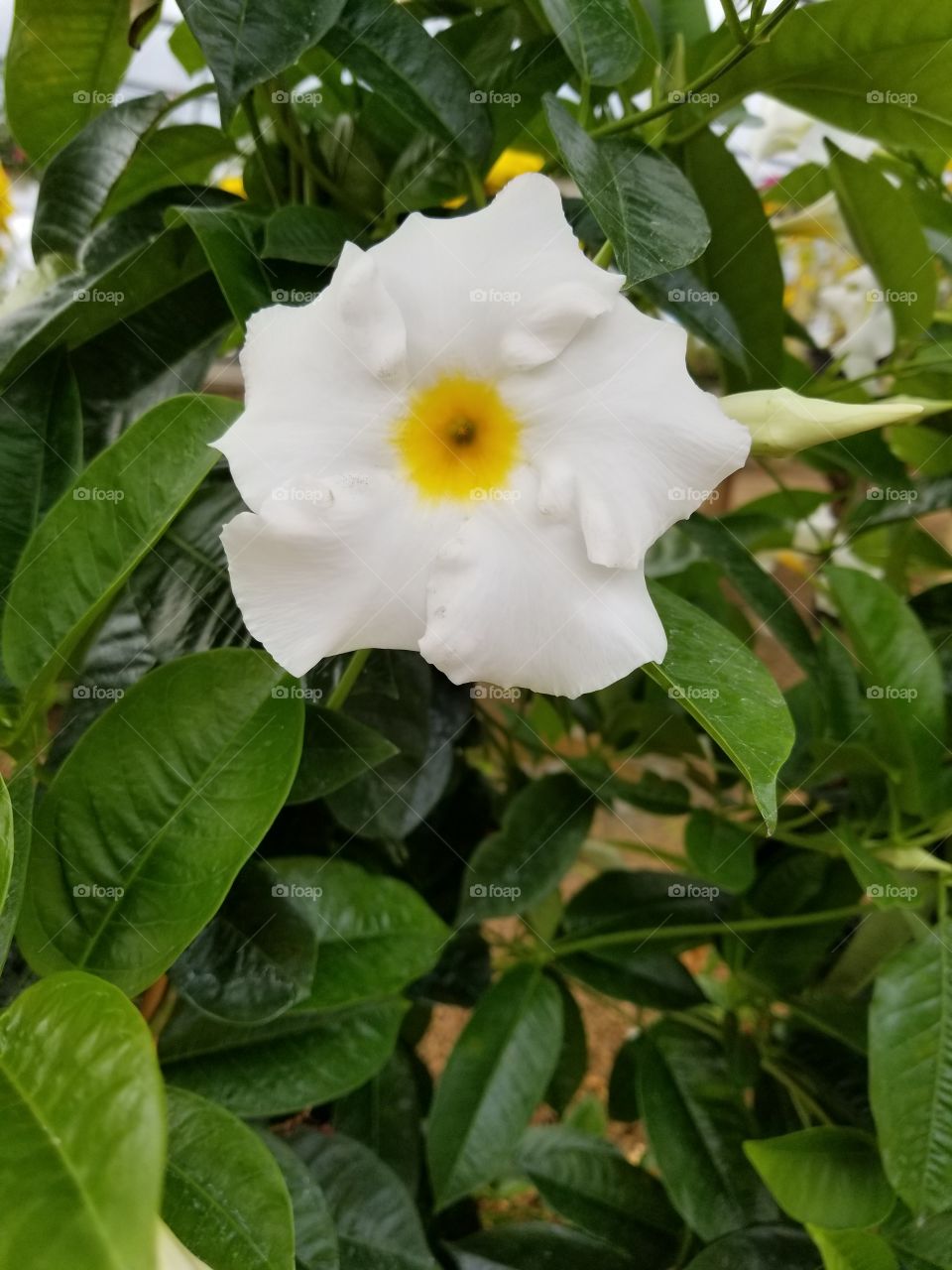 White & Yellow Flowers