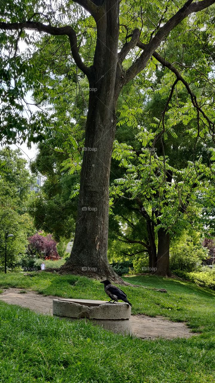 crow under a tree @some park