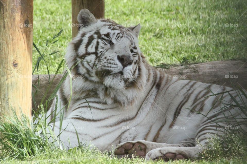 Royalty, a beautiful white tiger with an air of royalty about him 