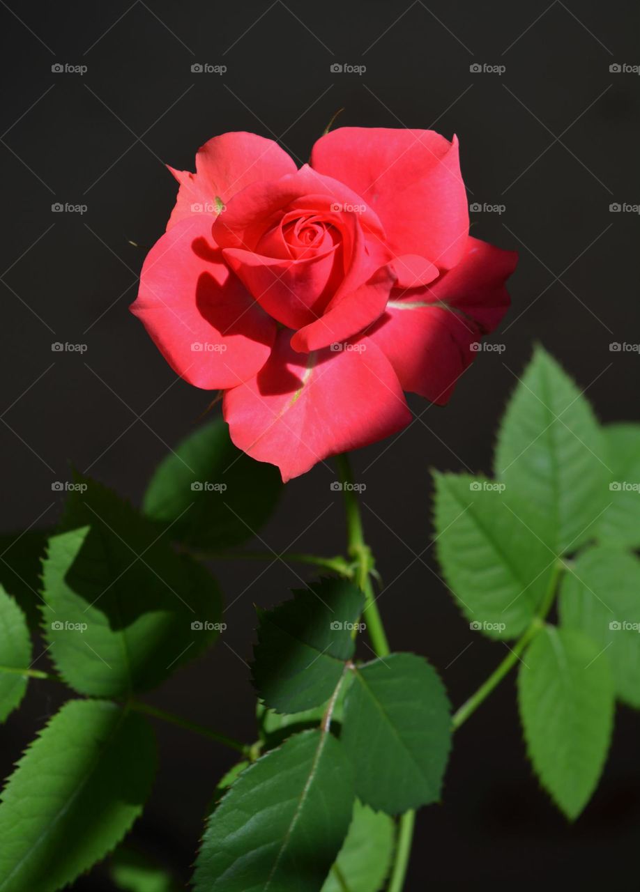 red rose and green leaves beautiful colours