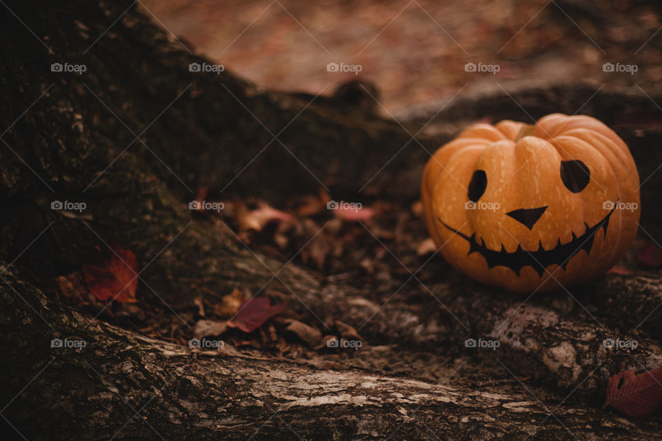 Seasonal Halloween painted pumpkins on the tree and in orange autumn leaves. The pumpkins are beautiful and decorative, perfect for a spooky event.