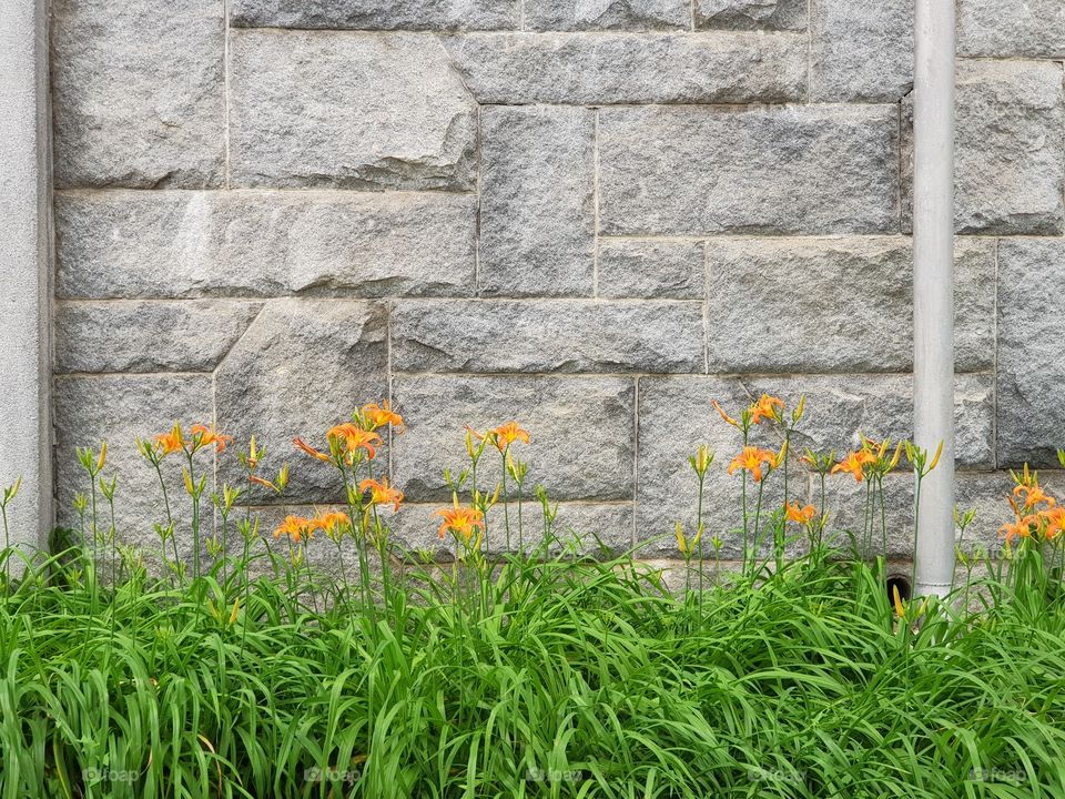 Grass, Garden, Flora, Summer, Desktop