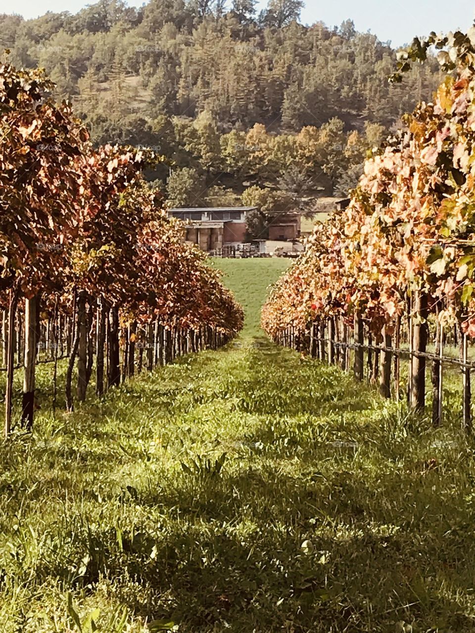 autumn in the vineyard on the farm, autumn colors