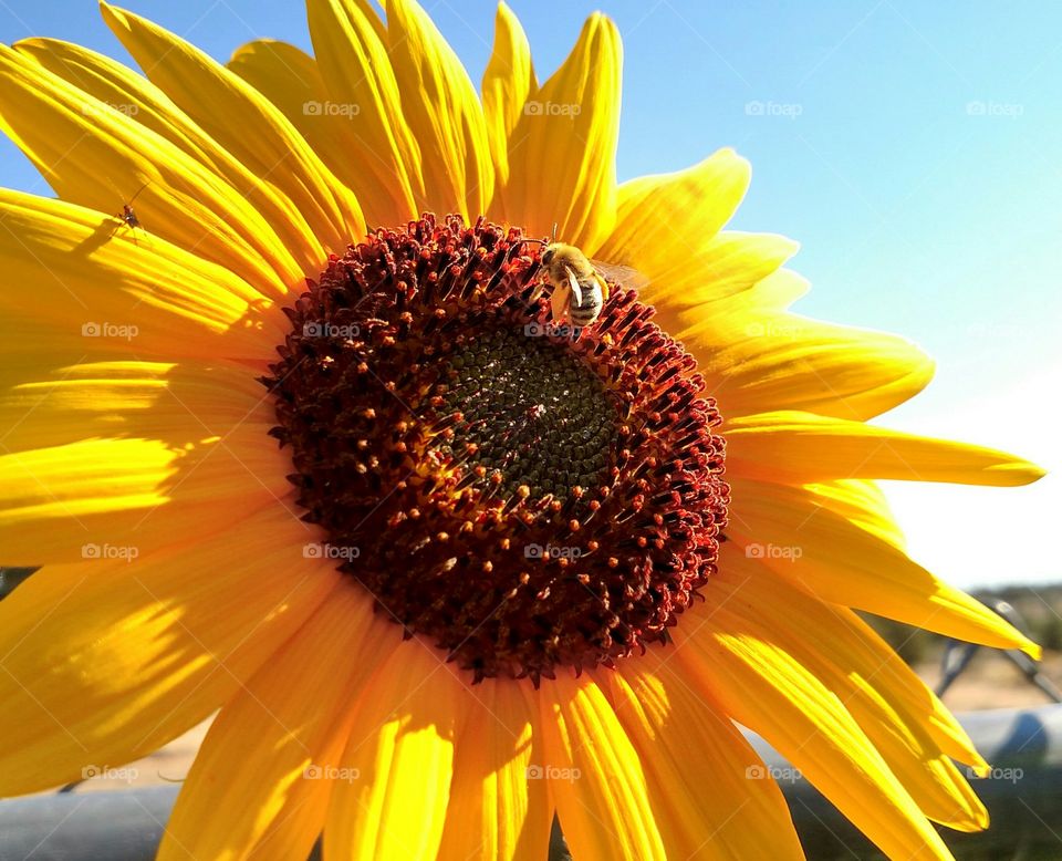 Bee Working on Sunflower
