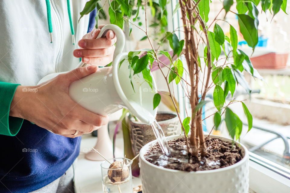 Womans’s hands watering plants 