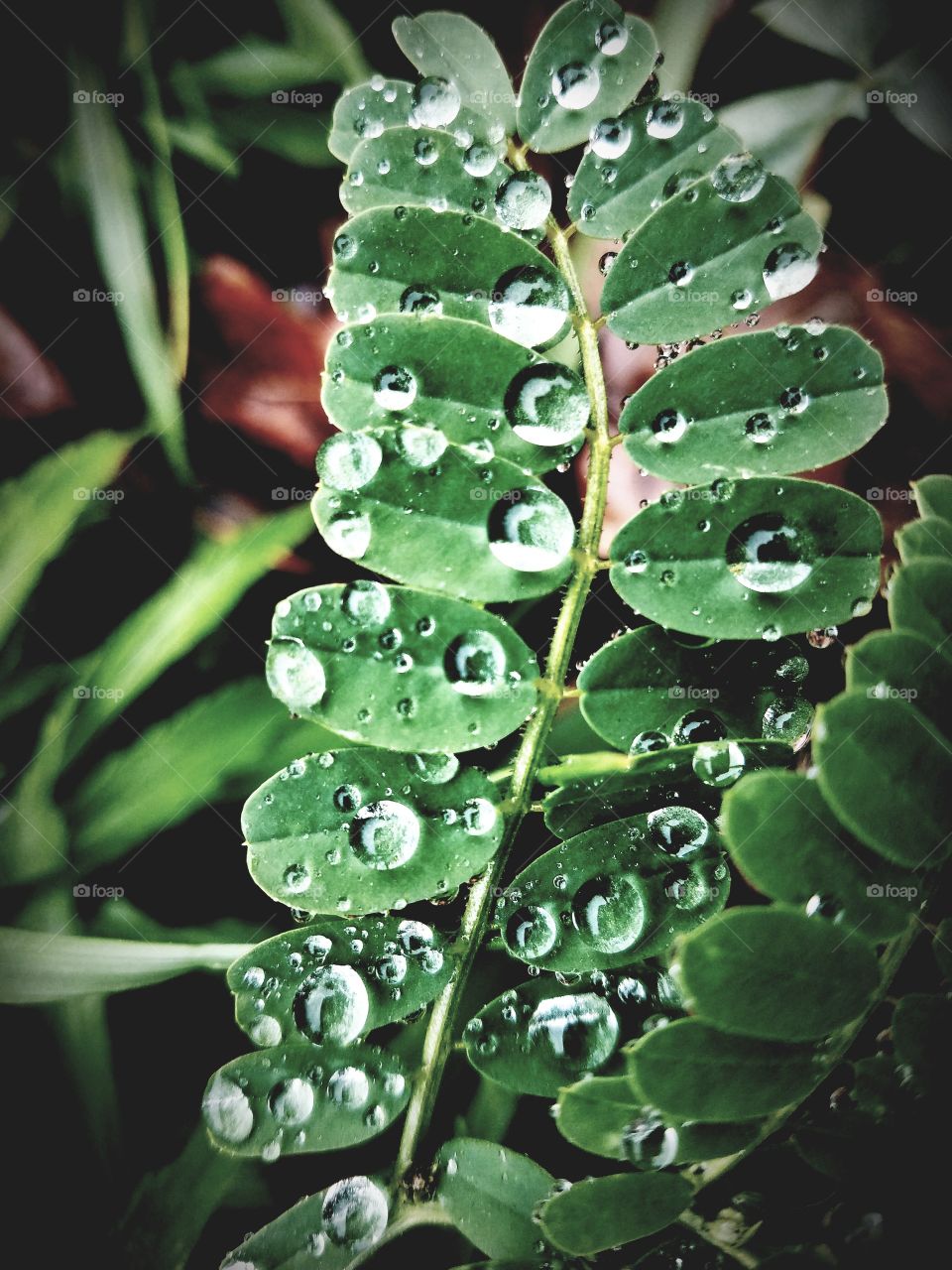 Raindrops