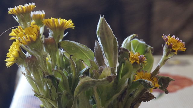 flowers. nature