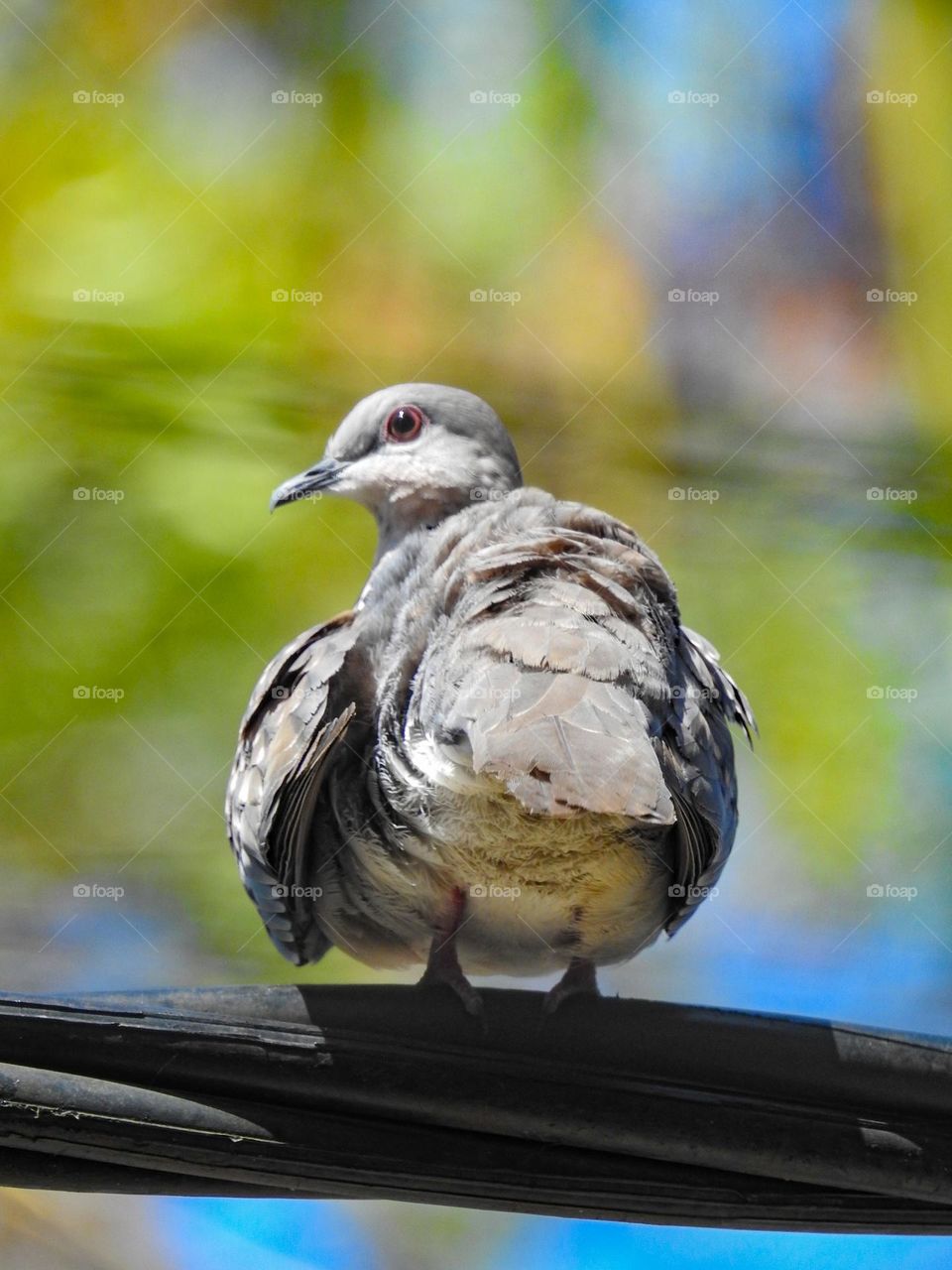 Spotted dove bird