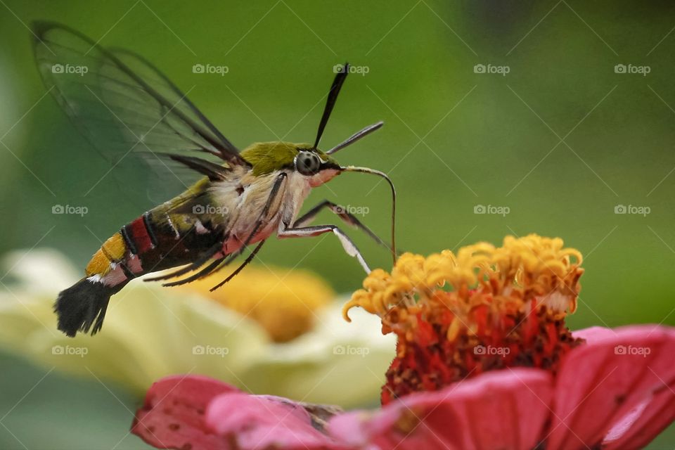 hummingbird moth (macroglossum stellatarum)