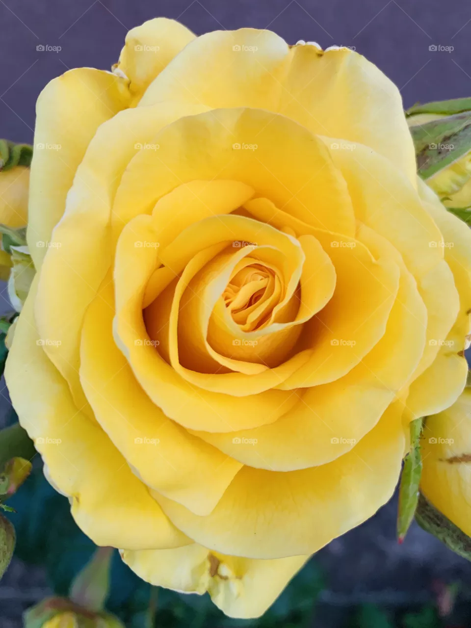 Garden rose