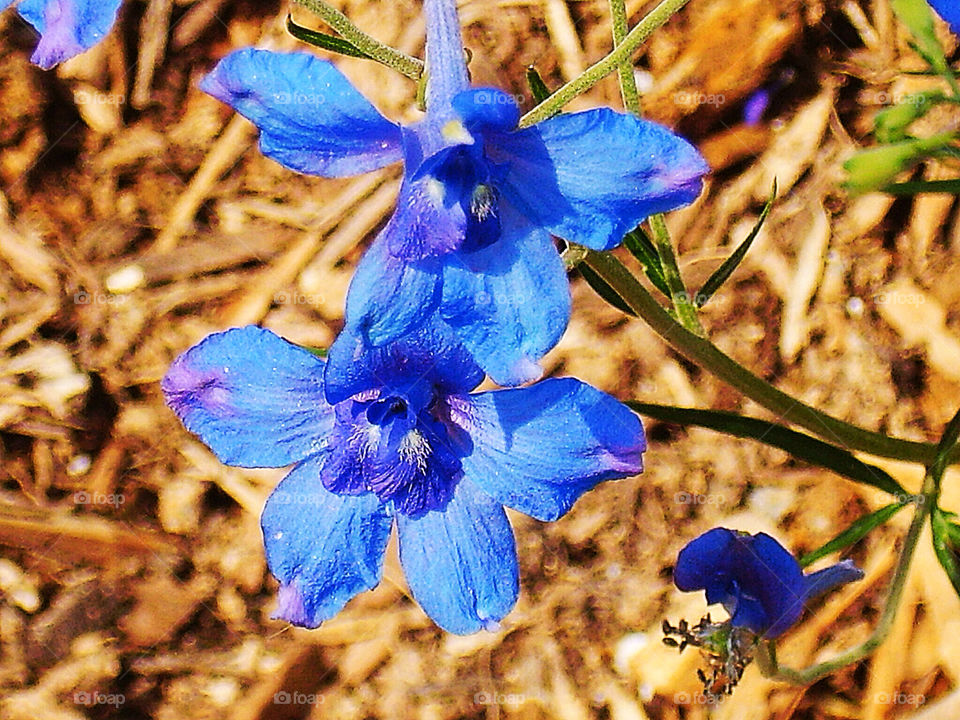 flower blue summer by silkenjade