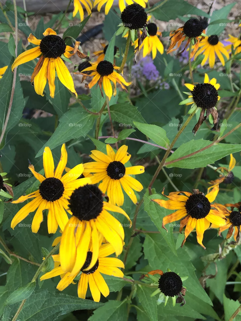Yellow flowers 
