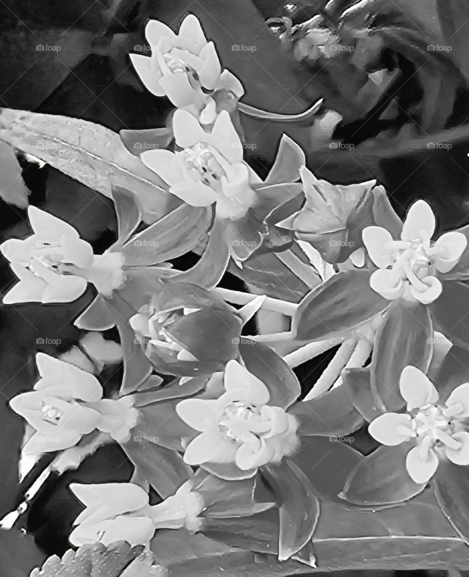 Floral black and white of the colorful asclepsias. In monochrome, the elegance and contrast of light and shadow detail the shapes and textures.