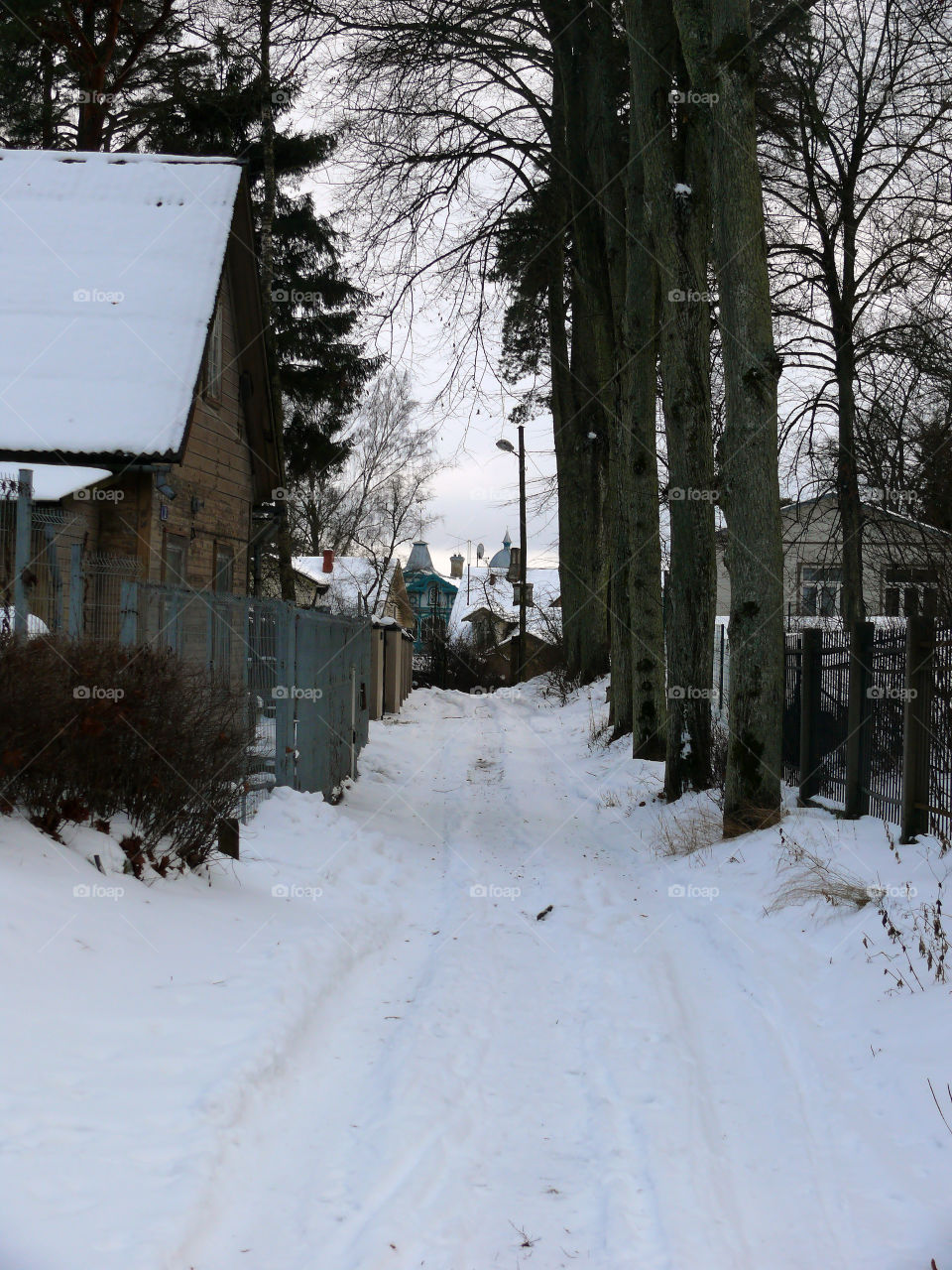 Trees amidst houses during winter in Jūrmala, Latvia.