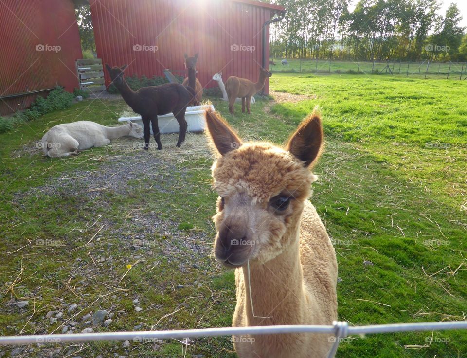 Curious alpaca