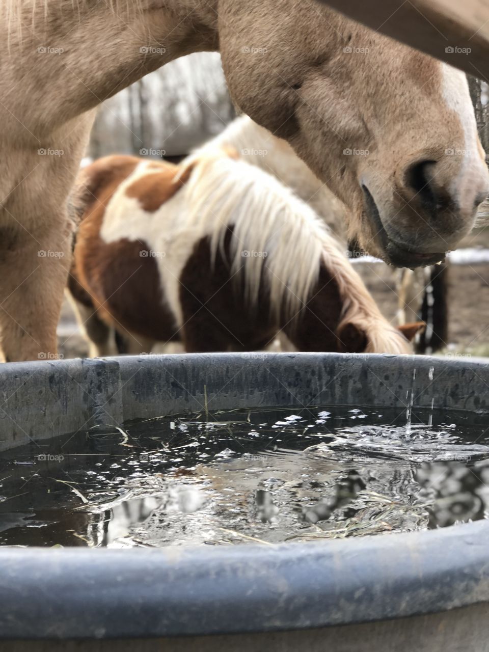 Icey water, horse life 