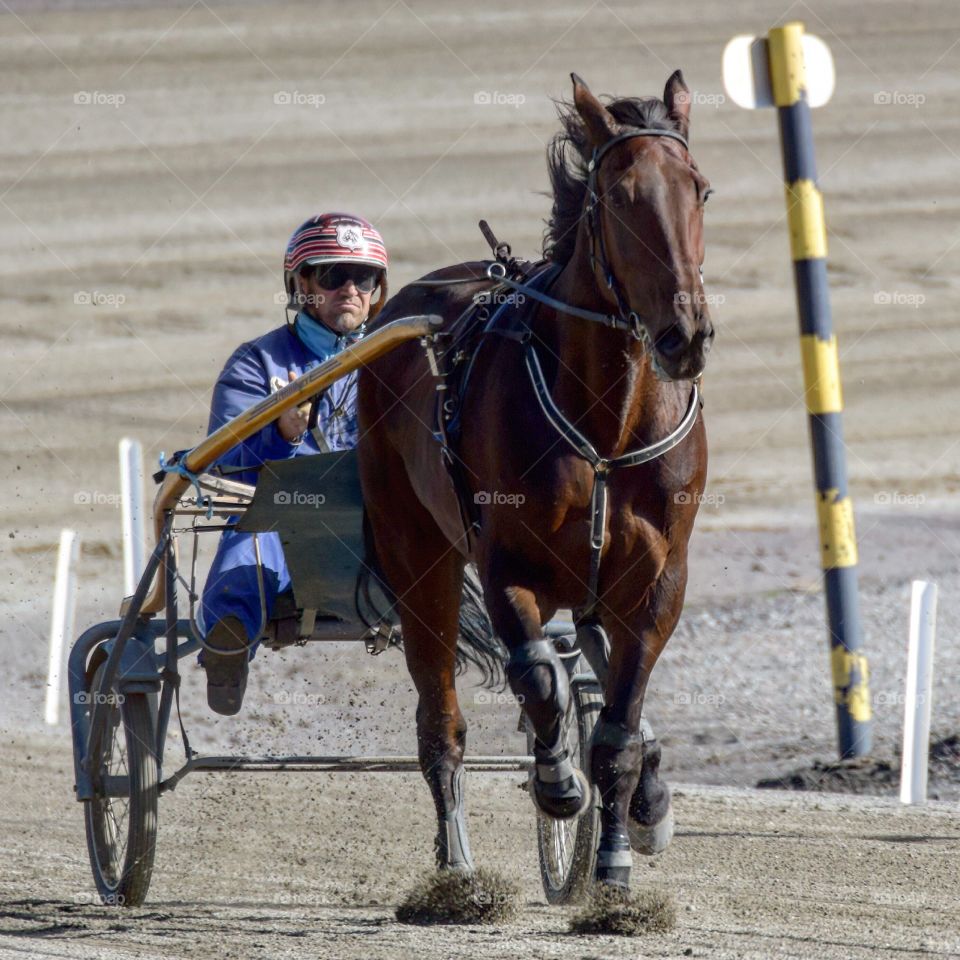 Harness racing. Trotting race horse on dirt track