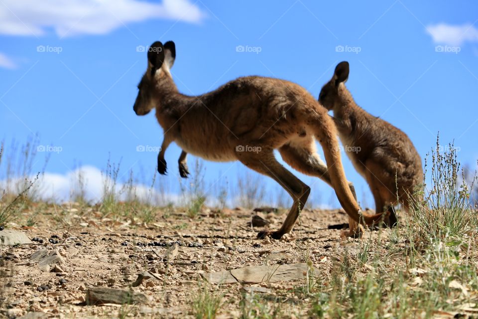 Pair of kangaroos in the south Australian outback, kangaroo hopping 