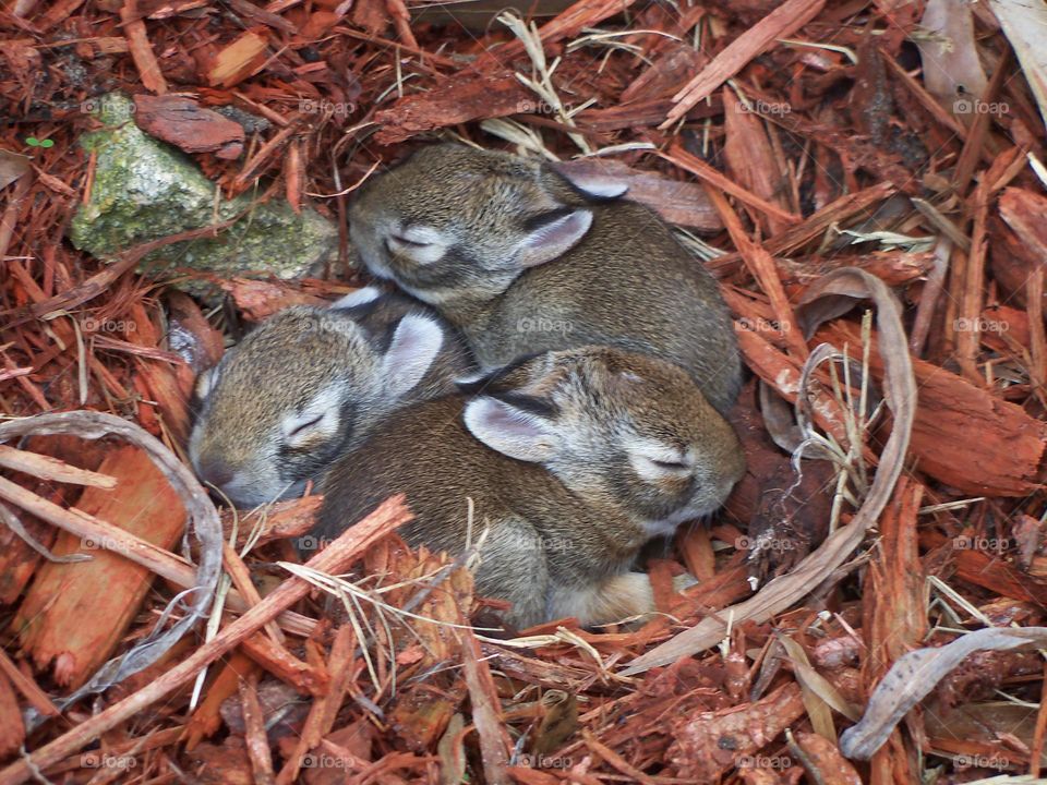 Three baby wild hares sleeping in a mulched garden bed hidden in plain sight