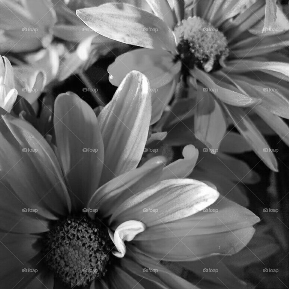 Monochrome, Flower, Nature, Flora, Garden