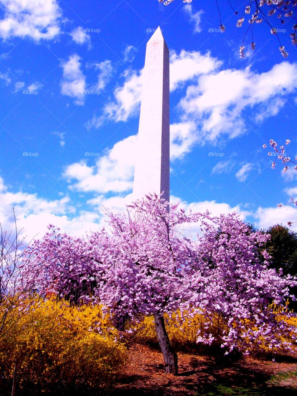 Cherry Blossoms Time. Cherry blossoms surround the Washington monument in Washington DC during the Cherry Blossom Festival. Beauty in the air