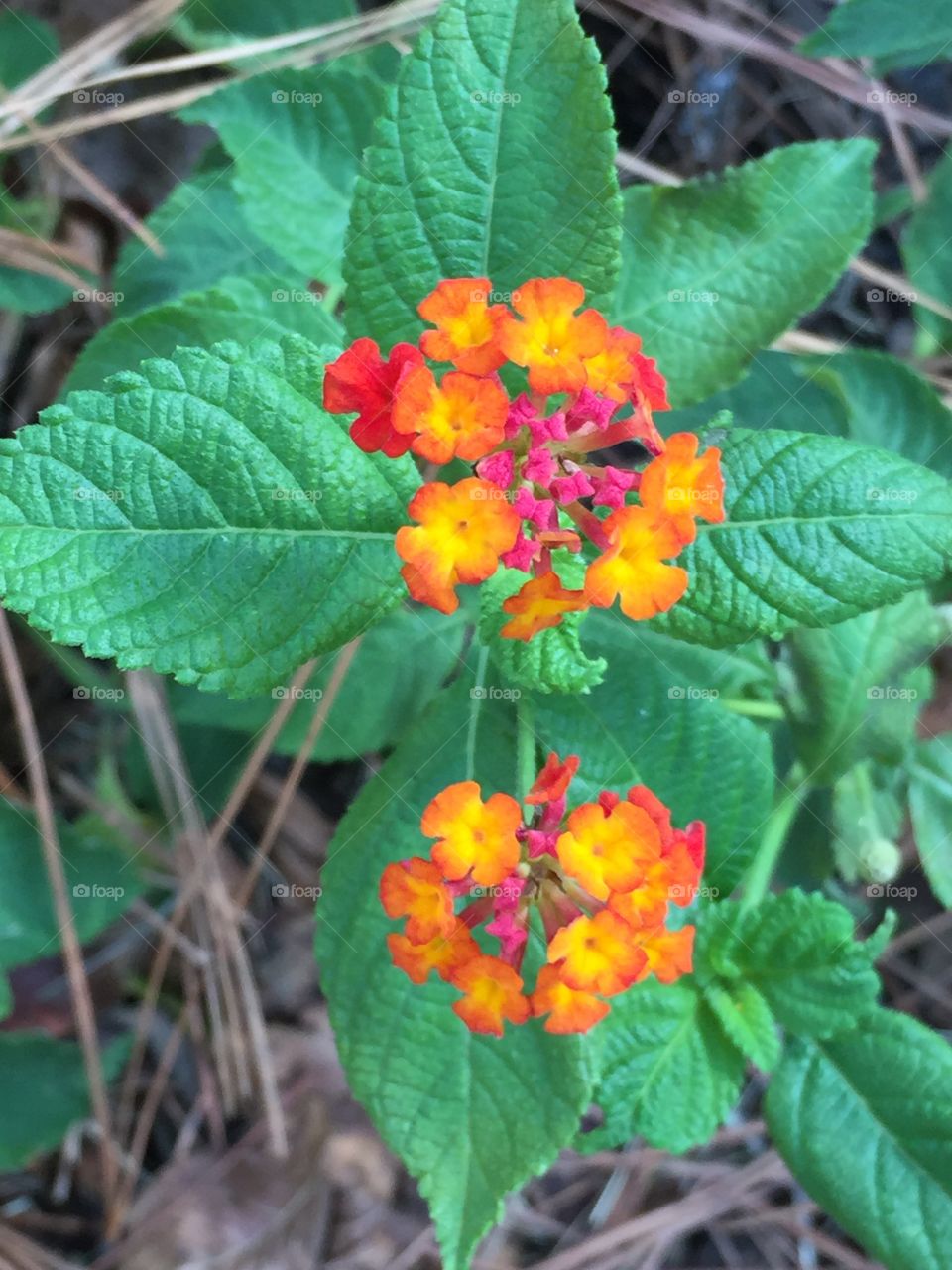 Lantana