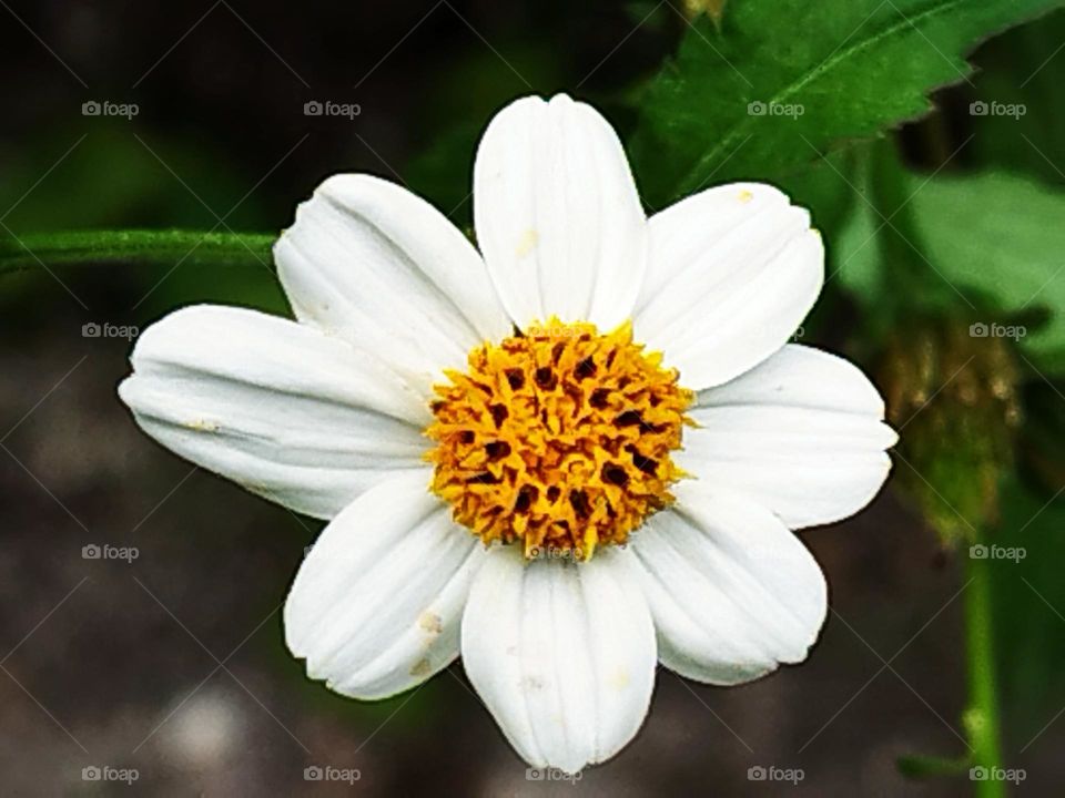 white flower