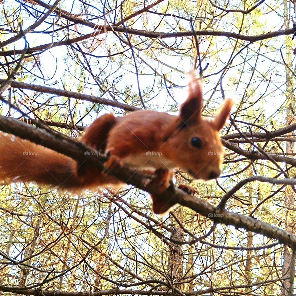 A squirrel jumps on branches