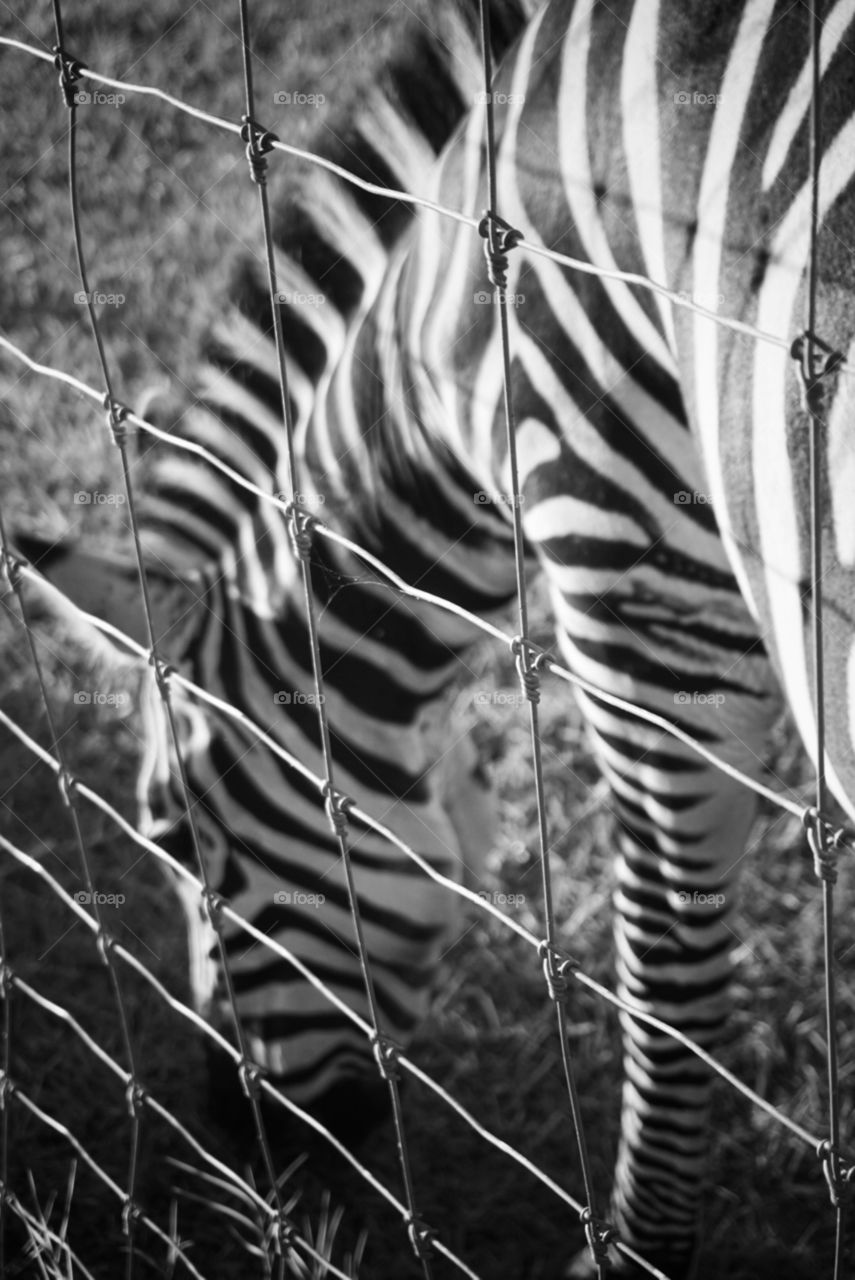 Zebra