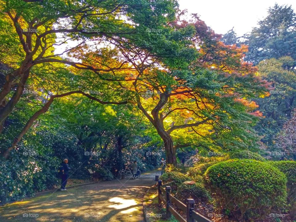 autumn leaves in Shinjuku Gyoen National Garden, Tokyo, Japan