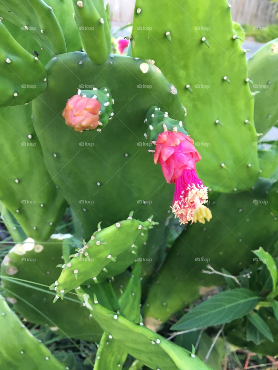 Beautiful flowers 