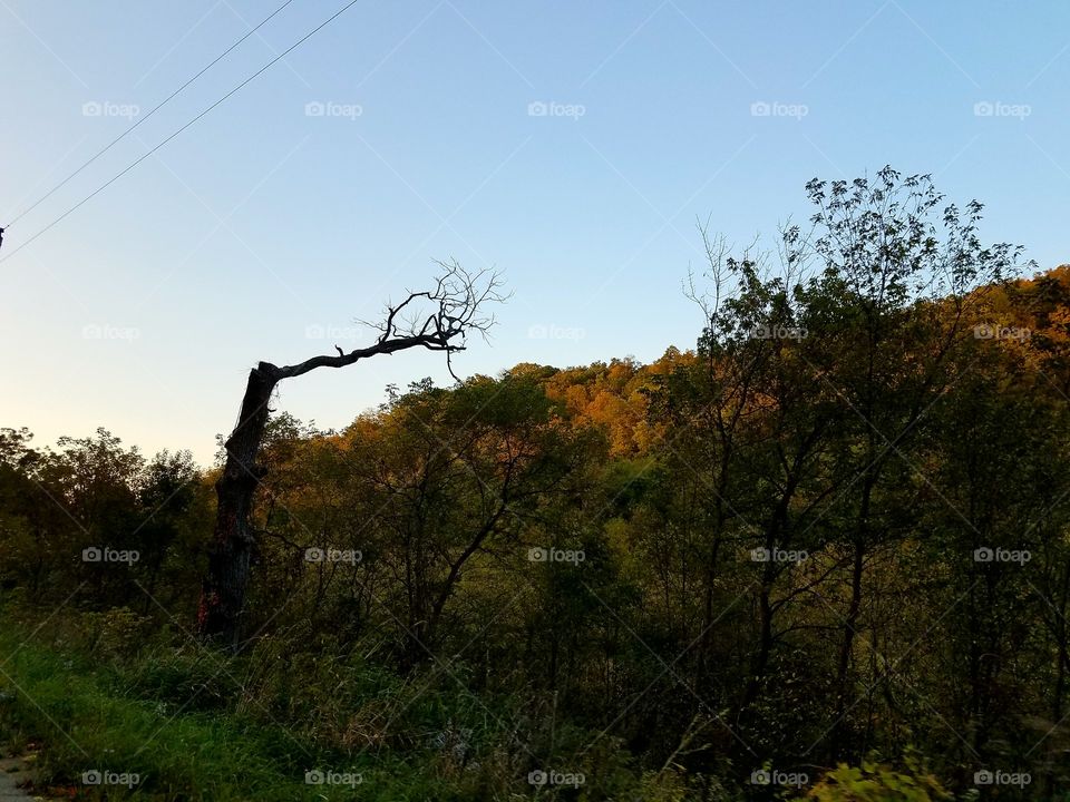 I love taking pictures that are unique. 
this tree has one branch still living.