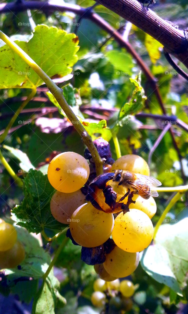 Honeybees and Grapes