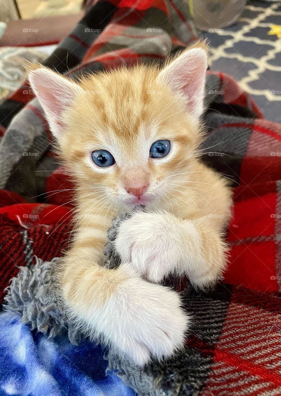 An orange tabby kitten sitting on a red plaid blanket