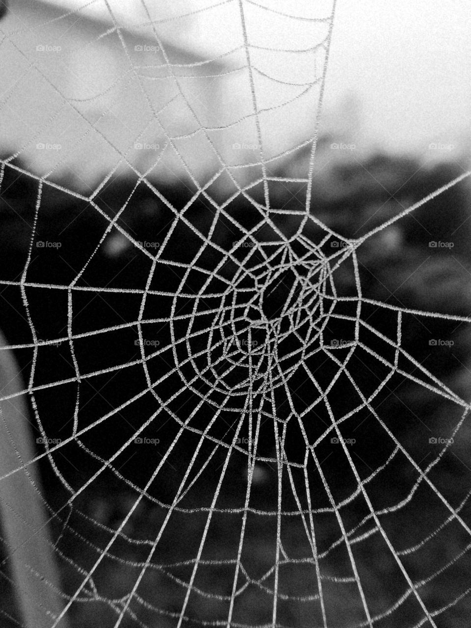 web spider toile araignée