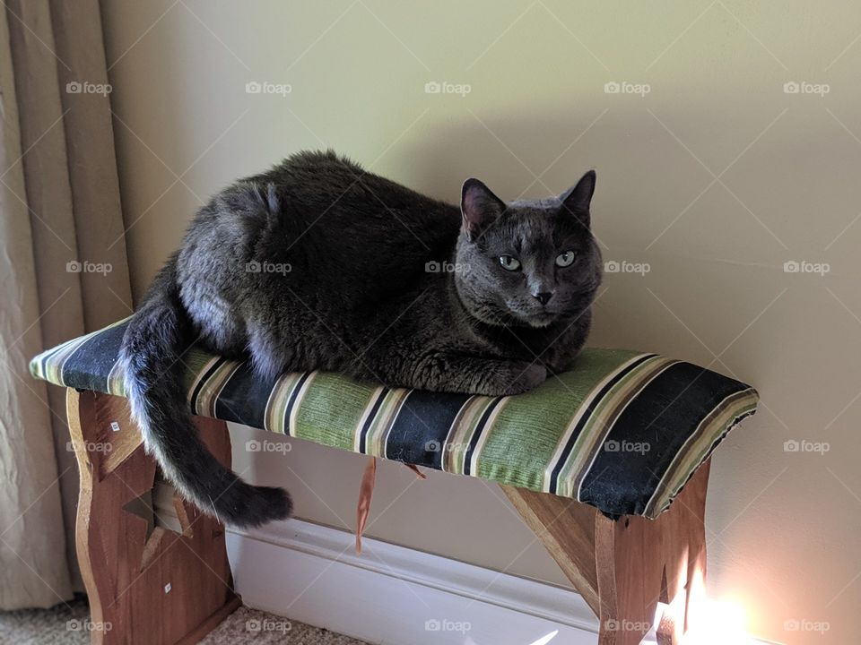 Cat laying on a striped Amish bench by the window