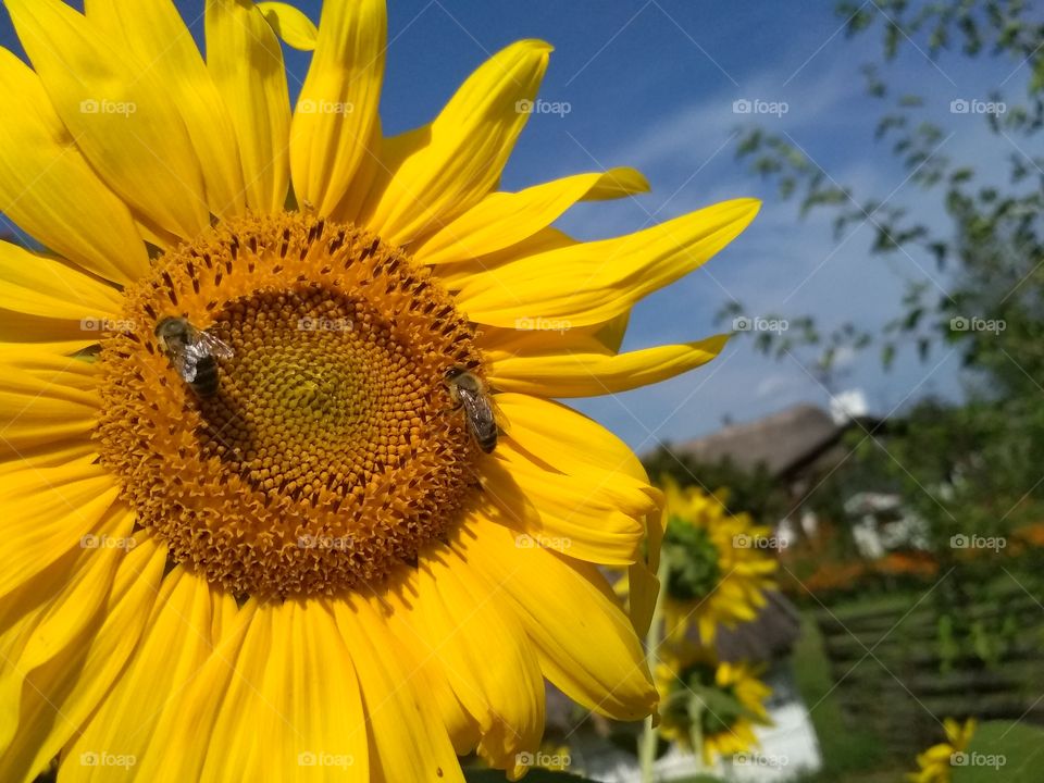 на подсолнухе