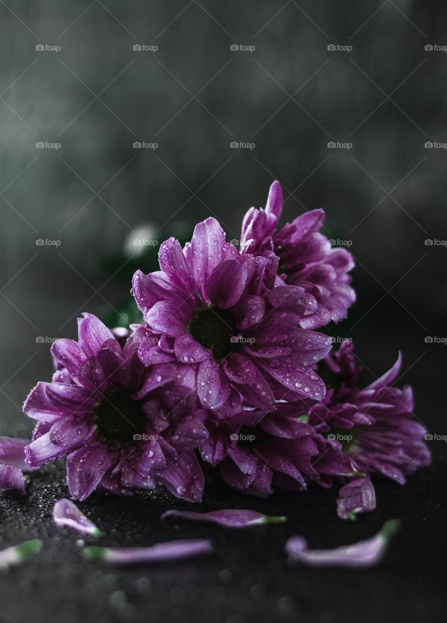 Purple Pompon Flowers