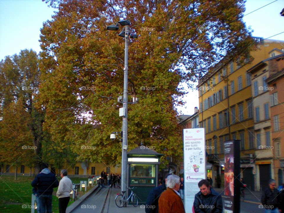Trees in autumn in a street of Parma city ( Italy )