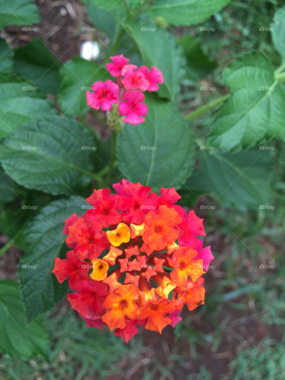 🌹 🇺🇸 Very beautiful flowers to brighten our day.  Live nature and its beauty. Did you like the delicate petals? / 🇧🇷 Flores muito bonitas para alegrar nosso dia. Viva a natureza e sua beleza. Gostaram das pétalas delicadas? 