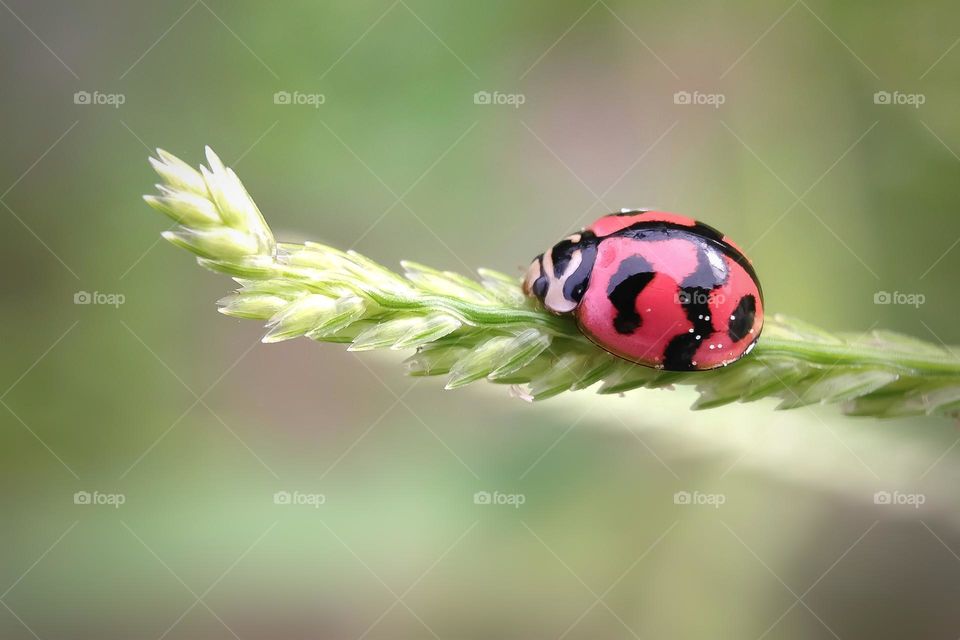 Lady bug - in macro shot