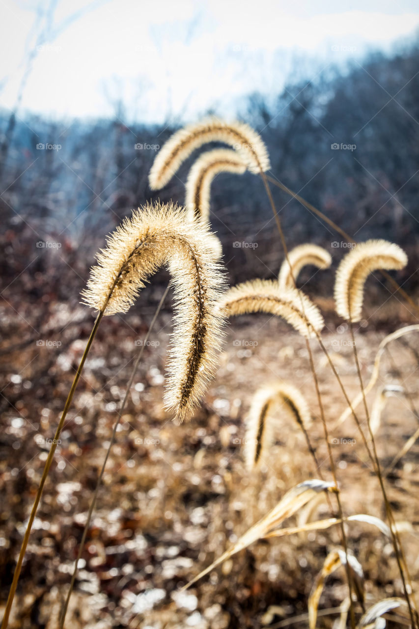 Cat tails in the winter. 