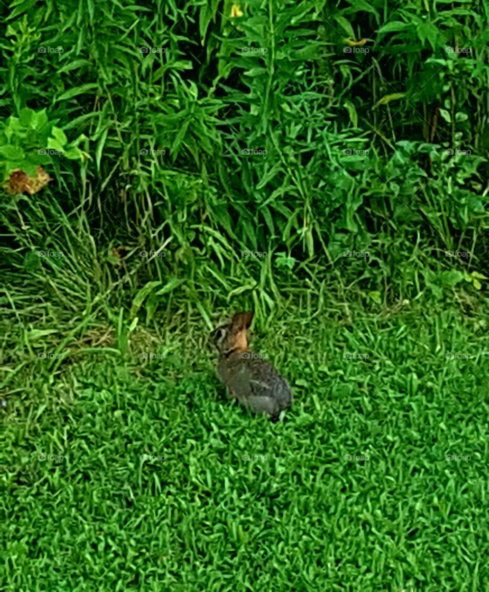 Baby Bunny in a Field