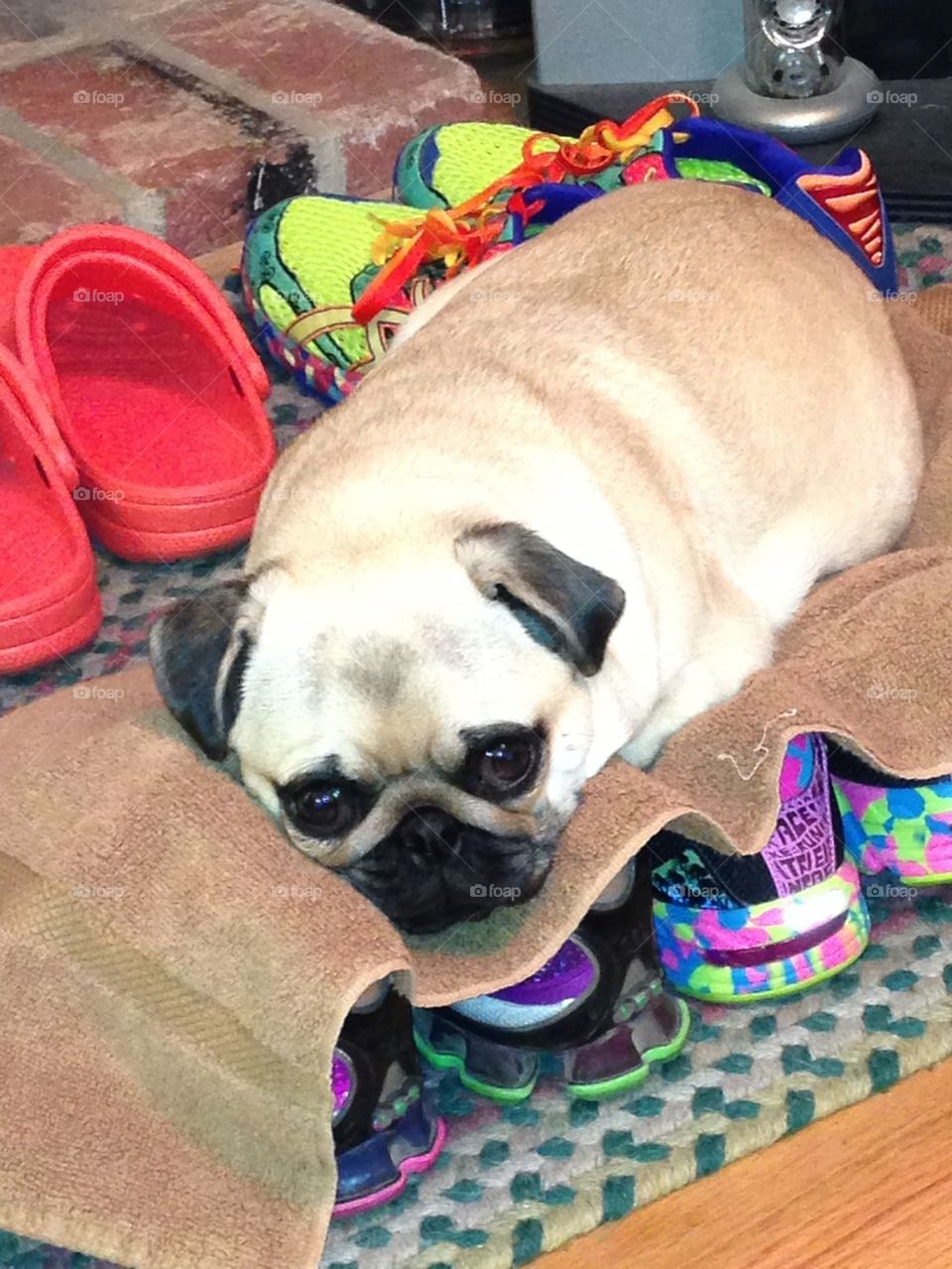 I like sleeping on shoes!