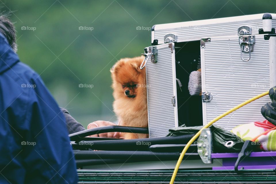 Cute little spitz