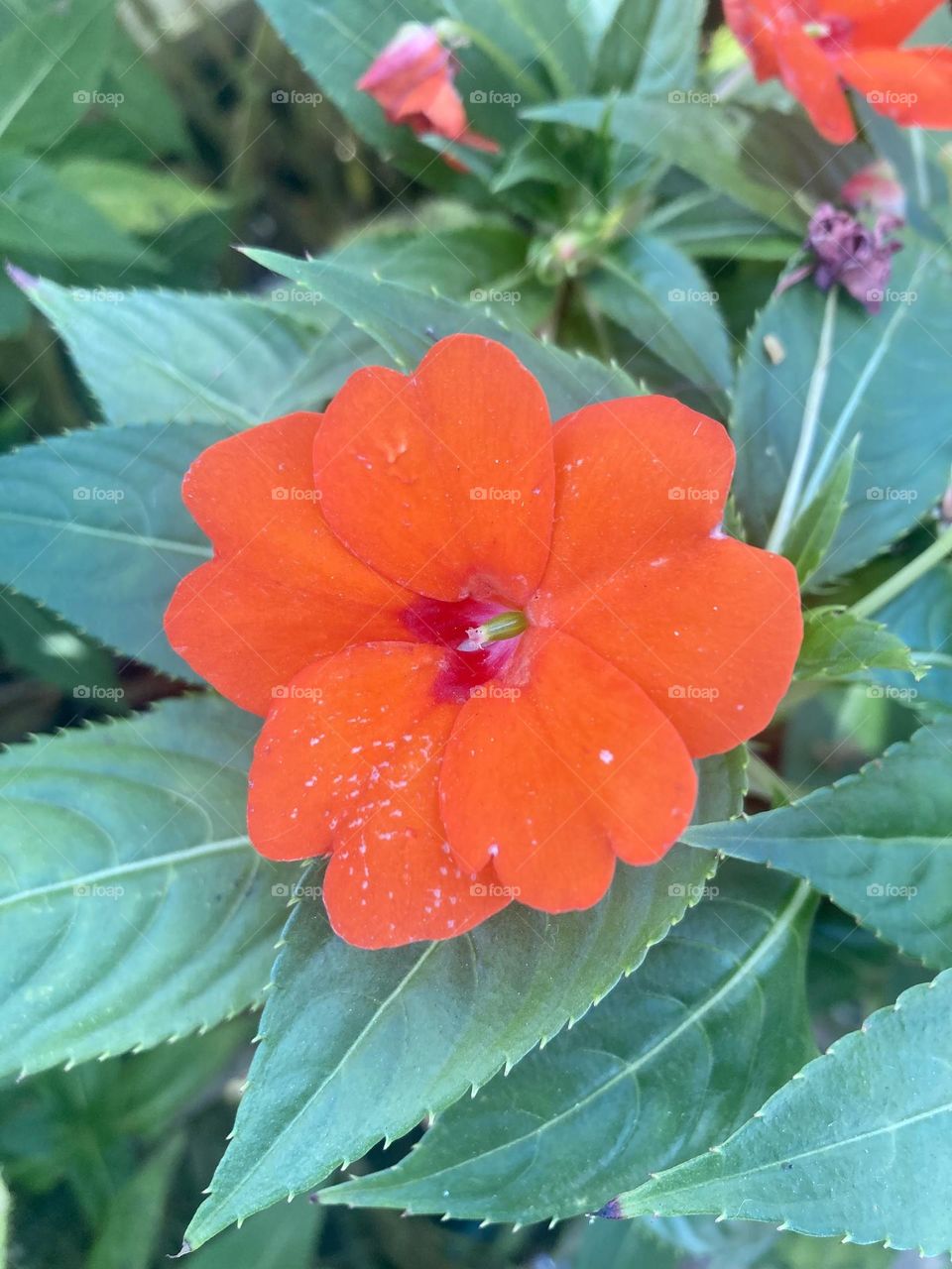 🌹 🇺🇸 Very beautiful flowers to brighten our day.  Live nature and its beauty. Did you like the delicate petals? / 🇧🇷 Flores muito bonitas para alegrar nosso dia. Viva a natureza e sua beleza. Gostaram das pétalas delicadas? 