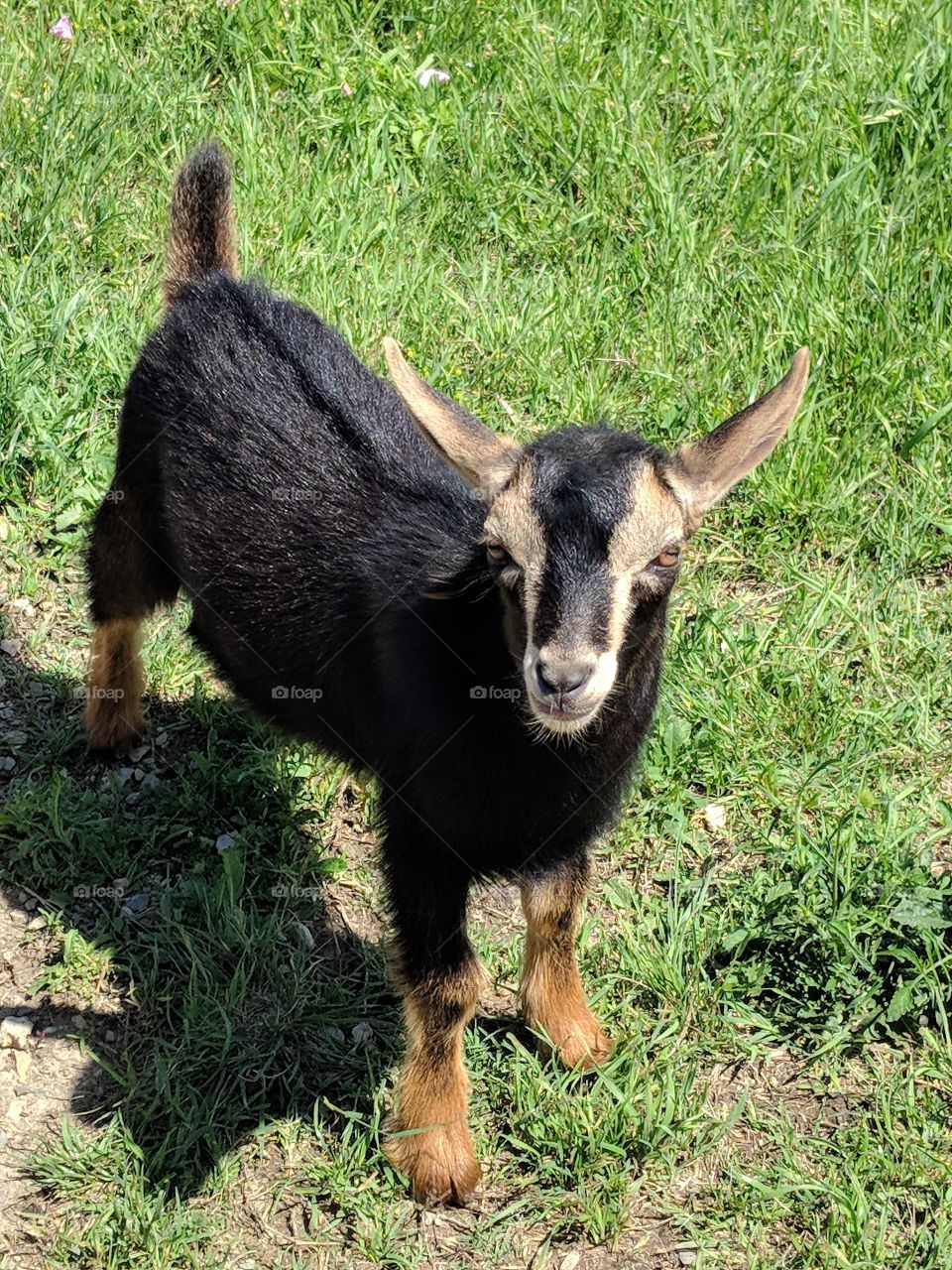 curious baby goat